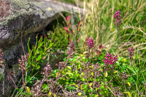 Wild thyme flowers growing on the rock in the mountains