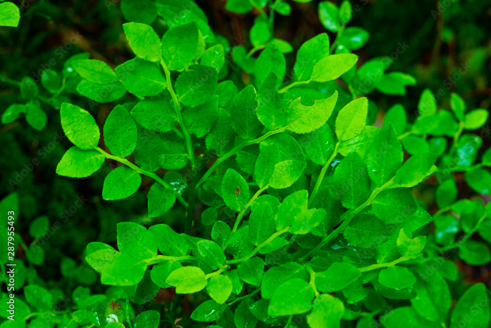 background of green leaves background of green leaves