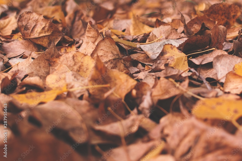 Close up of fallen autumn leaves in a forest in Mendoza, Argentina.