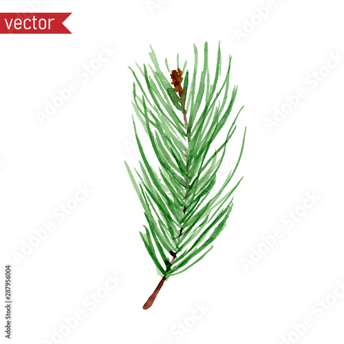 Pine tree branch, vector watercolor illustration. Simple green branch with needles isolated on white background.