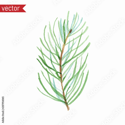 Vector watercolor spruce branch. Simple illustration of green branch with needles isolated on white background.