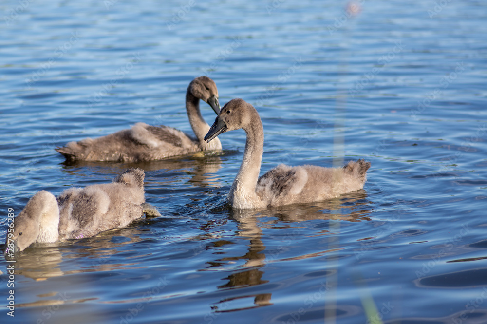 Group of swans on blue lake, largest waterfowl family, white adult, gray little swan animals Group of swans on blue lake, largest waterfowl family, white adult, gray little swan animals