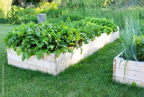 Vegetables growing in a backyard raised garden box.