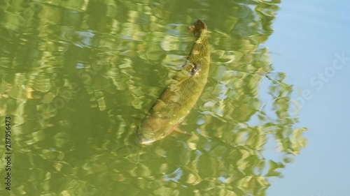 Salmon trout in a river.
