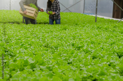 focus organic hydroponic vegetables produce in greenhouse garden nursery farm with couple farmer harvesting fresh green oak lettuce salad in background, agriculture business and healthy food concept