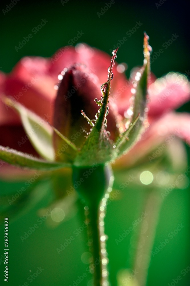 Red rose with raindrops, diffuse background of an open rose Red rose with raindrops, diffuse background of an open rose