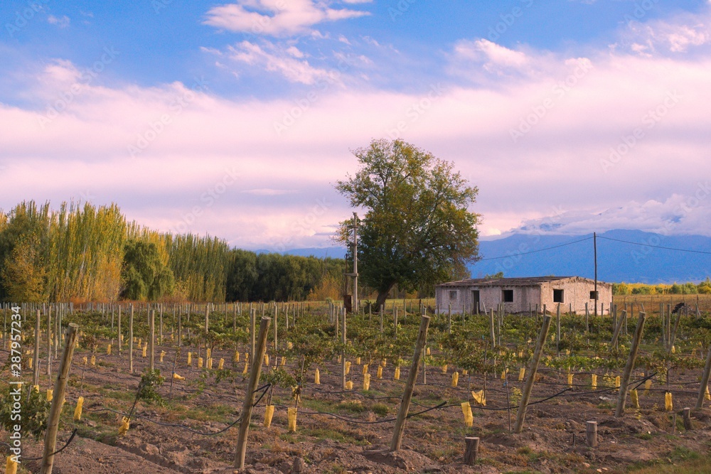 Simple rustic house next to a vineyard in Mendoza, Argentina.