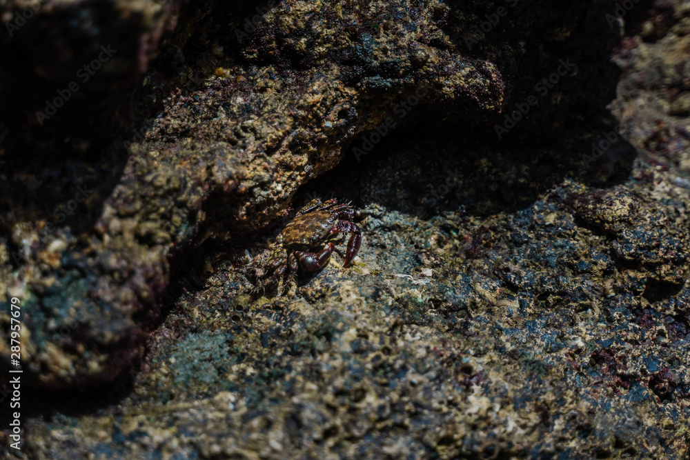 Marbled Rock Crab, Pachygrapsus Marmoratus. Crab Sitting On Rocks Near Sea Or Ocean At The Beach. Marbled Rock Crab, Pachygrapsus Marmoratus. Crab Sitting On Rocks Near Sea Or Ocean At The Beach.