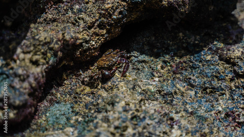 crab walking on the rocks near sea or ocean at the beach. Marbled Rock Crab, Pachygrapsus marmoratus