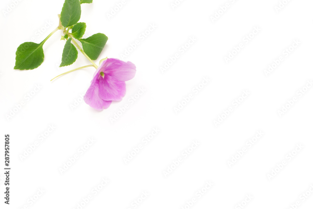 pansy rose sun flower in purple , red white on white back ground pansy rose sun flower in purple , red white on white back ground