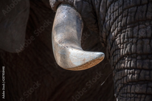 elephant ivory tusk close up in kruger park south africa