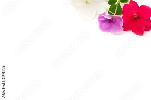 pansy rose sun flower in purple , red white on white back ground 