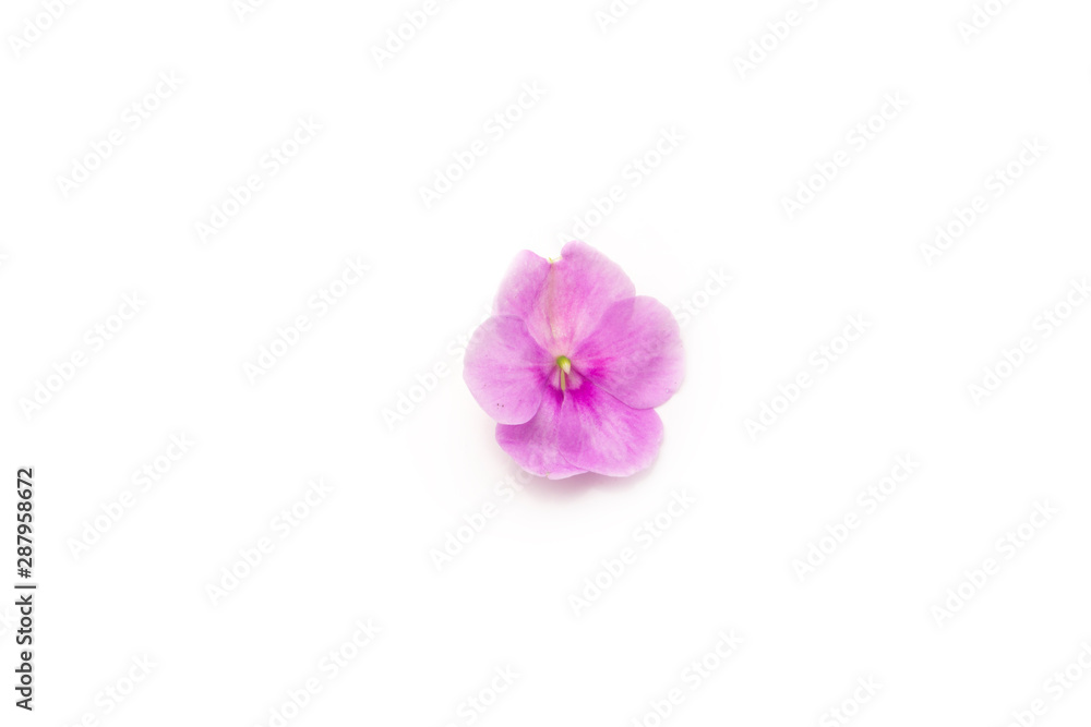 Obraz premium pansy rose sun flower in purple , red white on white back ground 