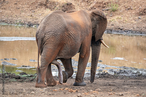 male erected penis elephant in kruger park south africa