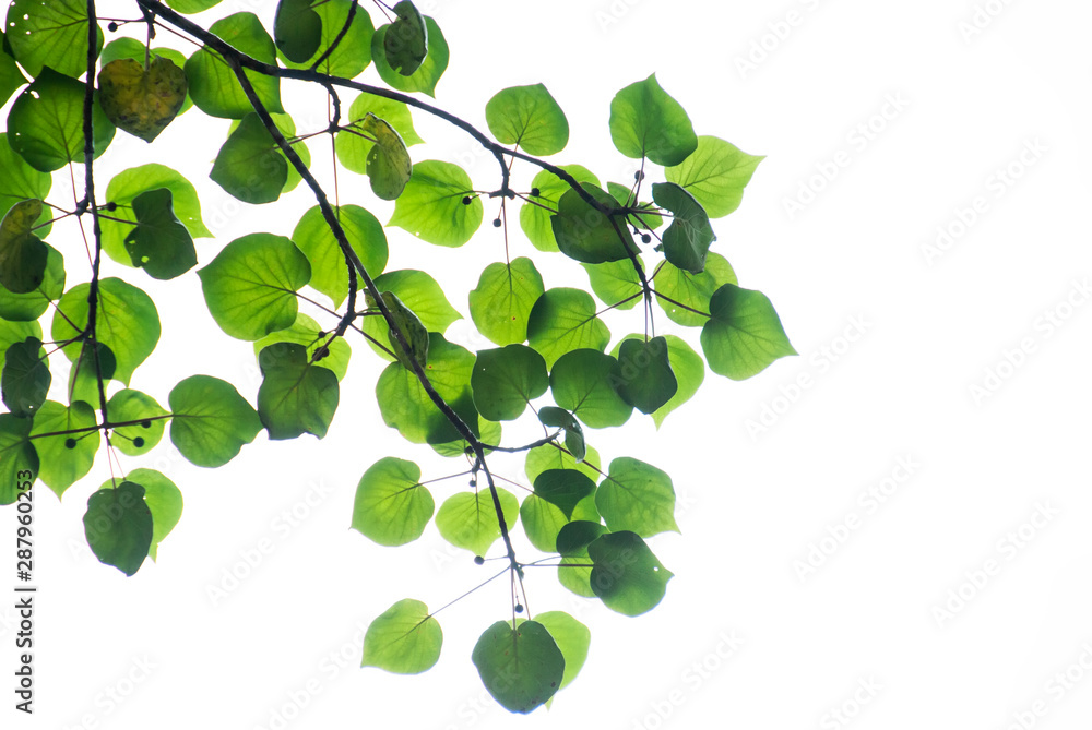 leafs on white background leafs on white background