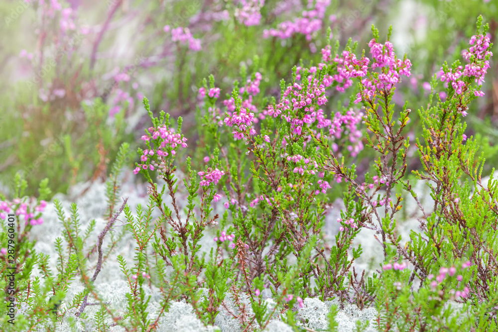 The blooming pink heather in forest. Natural gentle colors. Shallow depth of field The blooming pink heather in forest. Natural gentle colors. Shallow depth of field