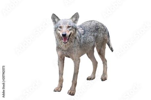 wolf with open mouth isolated on a white