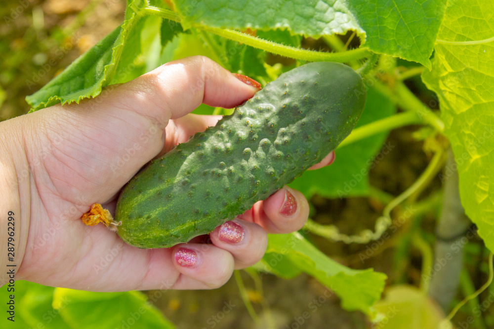 Obraz premium Woman's hand removes a cucumber from a branch in the greenhouse