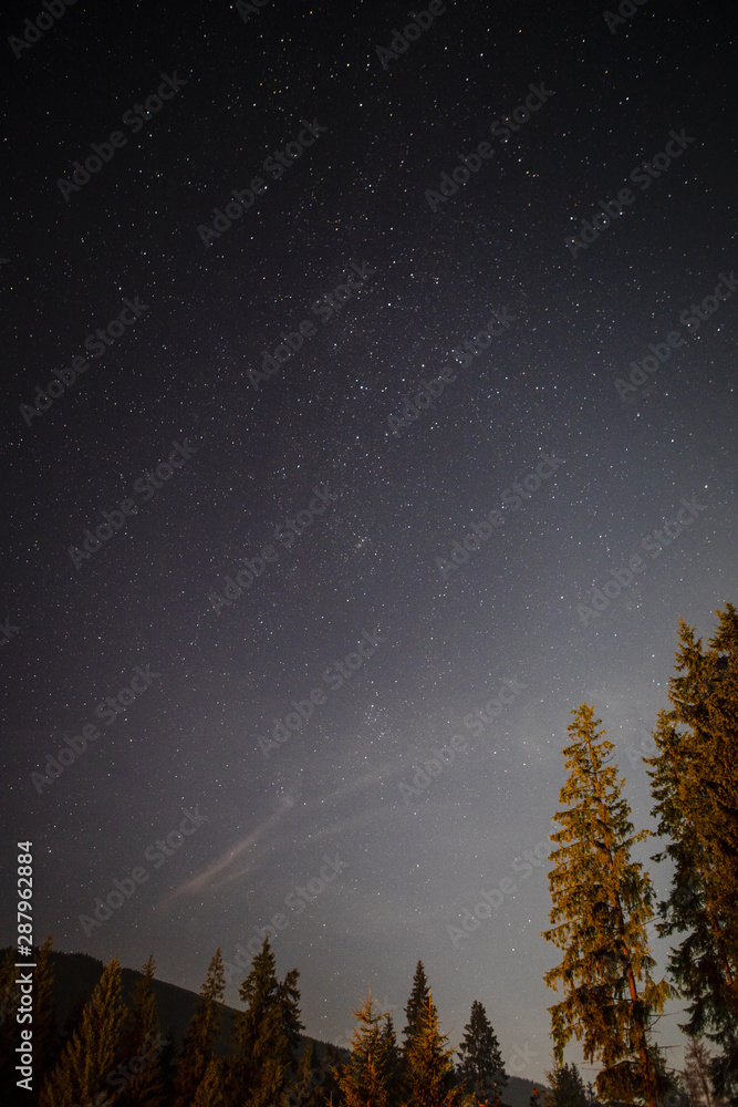 Naklejka premium Low view shot of trees in the night