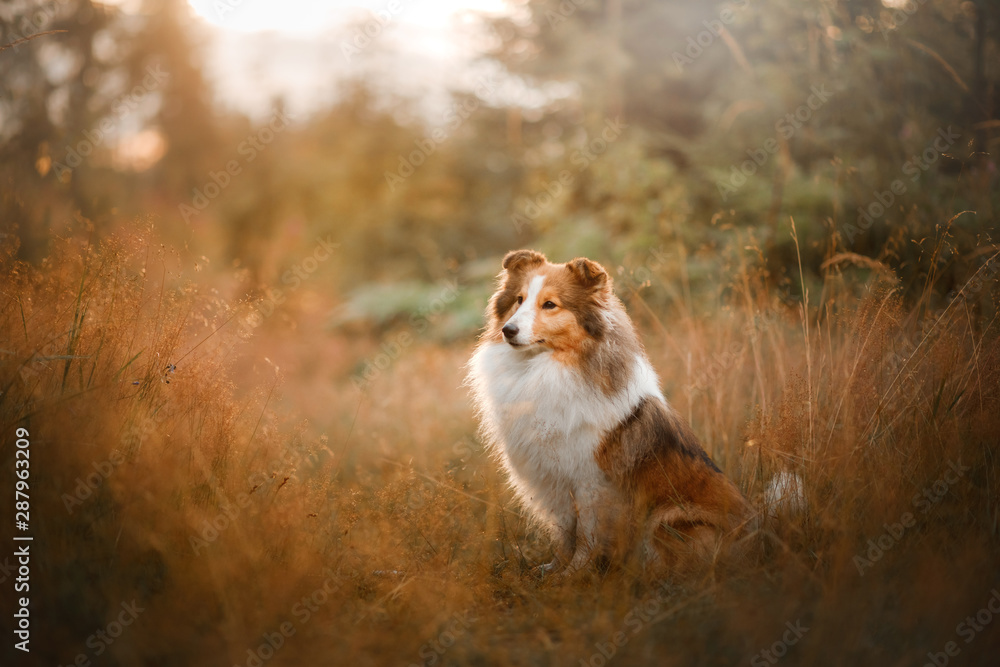 Dog in the yellow grass at sun dawn. obedient beautiful sheltie posing in the park
