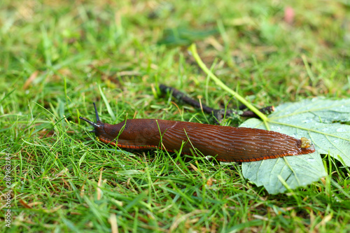 A red slug (Arion rufus) moving through the grass after heavy rainfall. This slug is a species in the family roundback slugs.