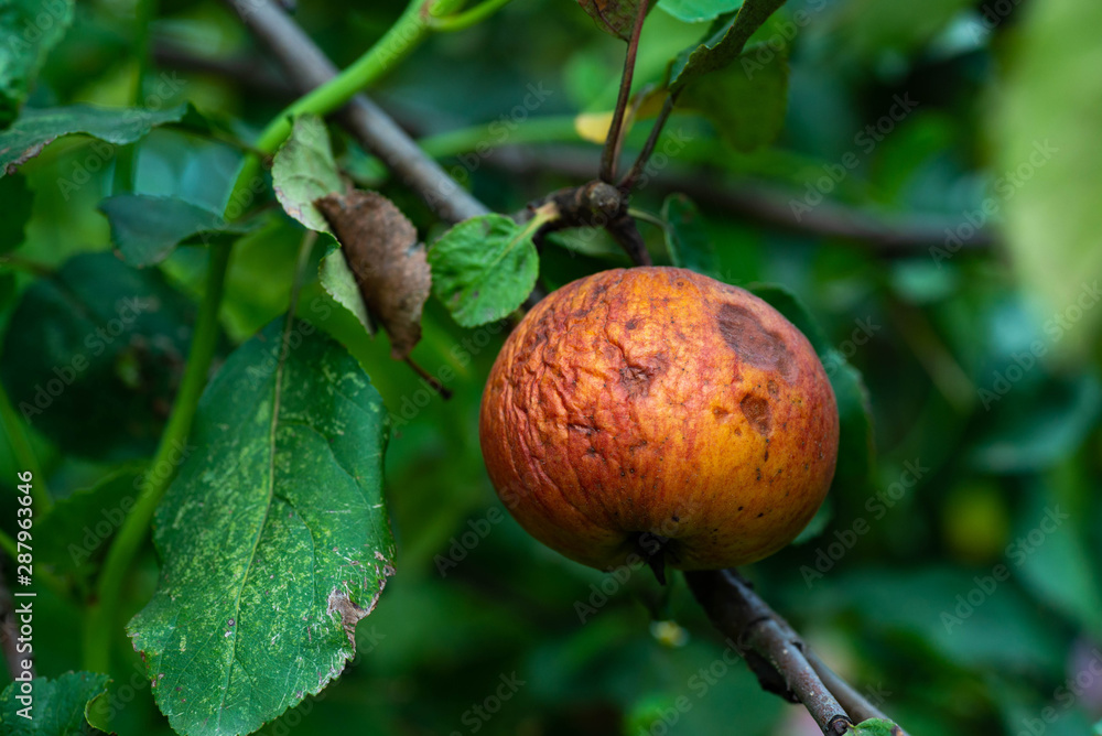 A rotten Apple on an Apple tree branch