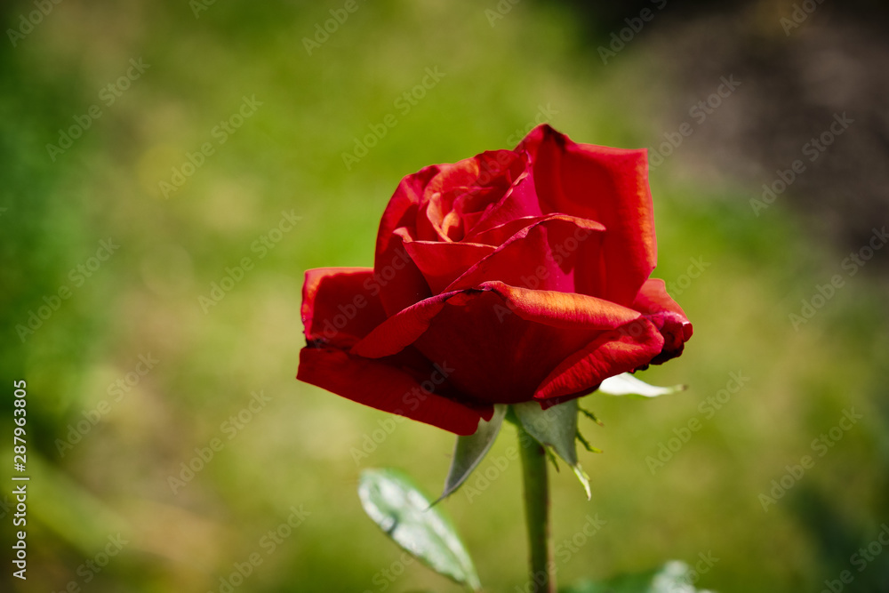 Obraz premium Red rose of monastery Saeben