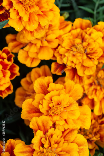 The texture of the orange flowers © dmitriydanilov62