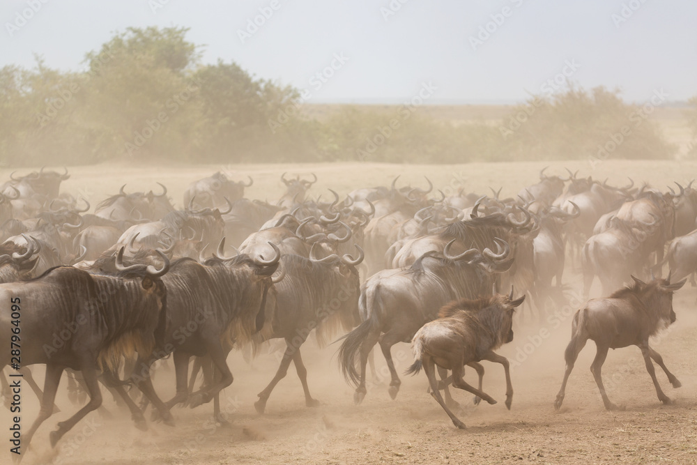 Great Migration of wildebeests running in the savannah. Masai Mara National Park, Kenya. Safari in Africa. Great Migration of wildebeests running in the savannah. Masai Mara National Park, Kenya. Safari in Africa.