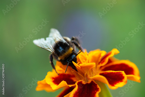 Macro photo bumblebee on an orange flower. Bumblebee collects nectar on the flower.