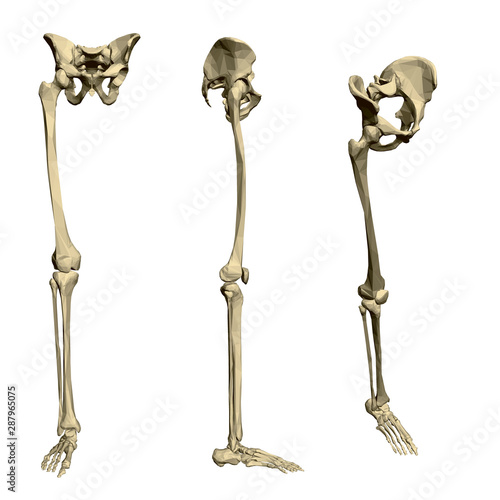 Human bones of the legs and hips. Set with polygonal human foot. 3D. Vector illustration.