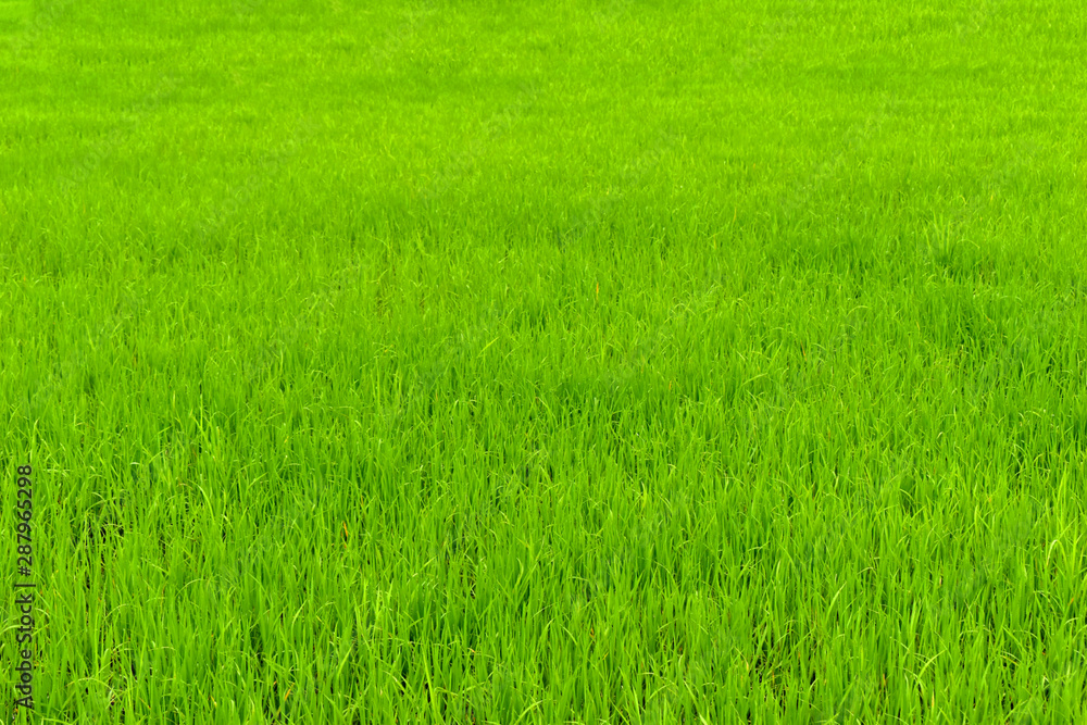 Green rice fields beautiful landscape for background Green rice fields beautiful landscape for background