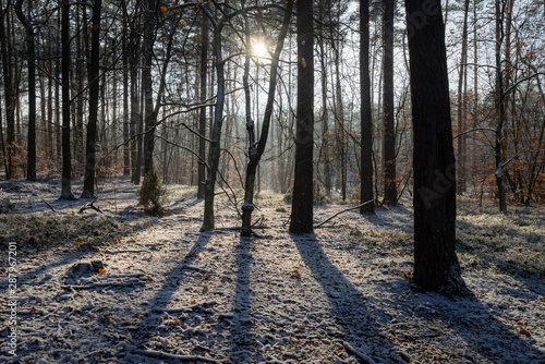 Fototapeta Naklejka Na Ścianę i Meble -  Słoneczny zimowy las