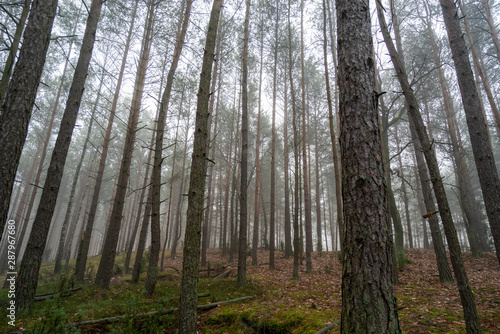 Fototapeta Naklejka Na Ścianę i Meble -  Las