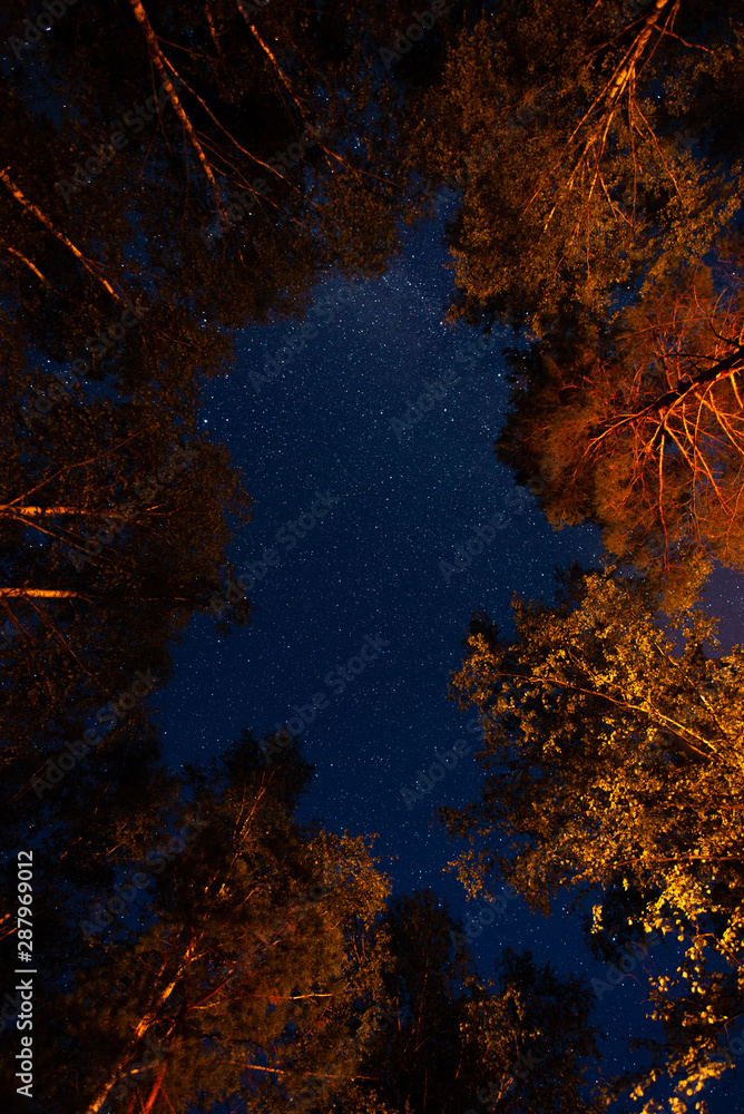 Bottom view of the starry sky in the night forest