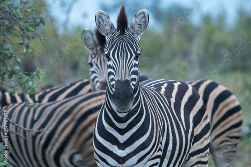 Zebra (equus quagga) in grassland in the Timbavati Reserve, South Africa