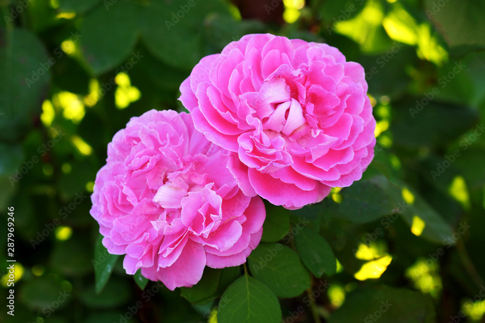 closeup of two pink roses