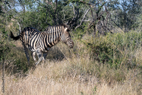 Zebra (equus quagga) in grassland in the Timbavati Reserve, South Africa