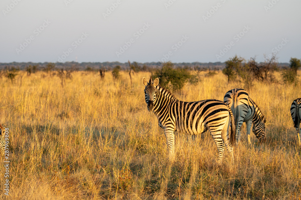 Obraz premium Zebra (Equus quagga) in the golden light of sunset in the Madikwe Reserve, South Africa