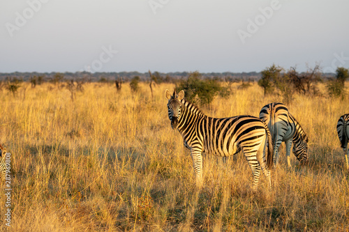 Zebra  Equus quagga  in the golden light of sunset in the Madikwe Reserve  South Africa