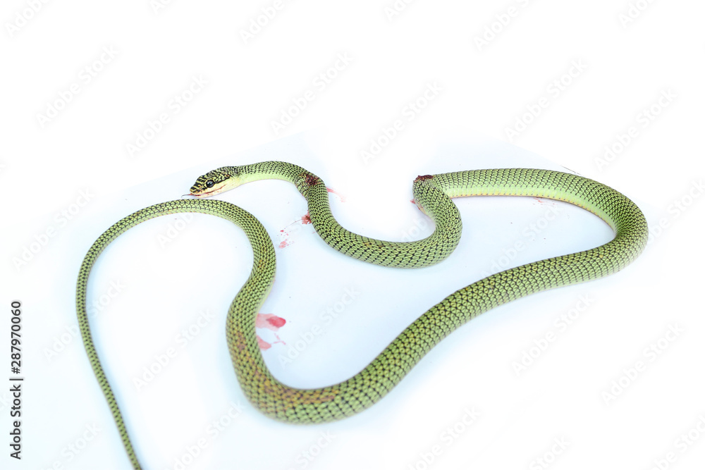 Fototapeta premium Green pit viper bites on white background ,Snake of Thailand