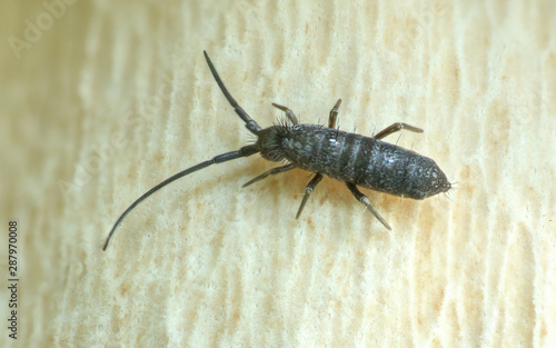 A small springtail (Tomoceridae) runs over a mushroom.