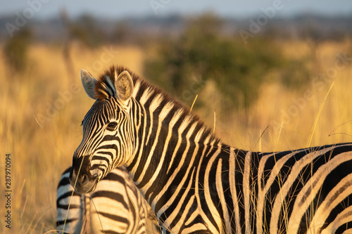 Zebra  Equus quagga  in the golden light of sunset in the Madikwe Reserve  South Africa