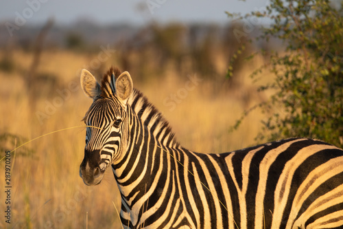 Zebra  Equus quagga  in the golden light of sunset in the Madikwe Reserve  South Africa