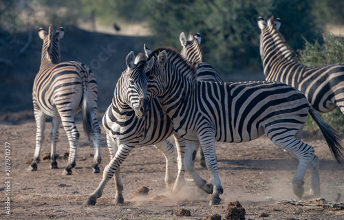 Zebras (Equus quagga) fighting in grassland in the Madikwe Reserve, South Africa