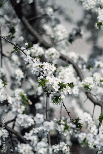 white flowers of spring