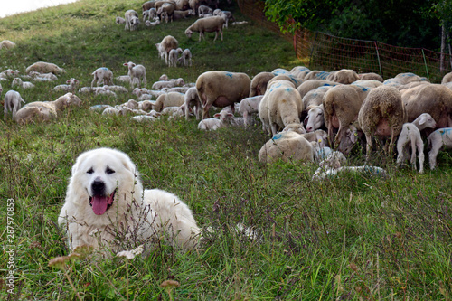 Pyrenäenberghund / Patou / Chien de Montagne des Pyrénées / Great Pyrenees / Pyrenean Mountain Dog photo