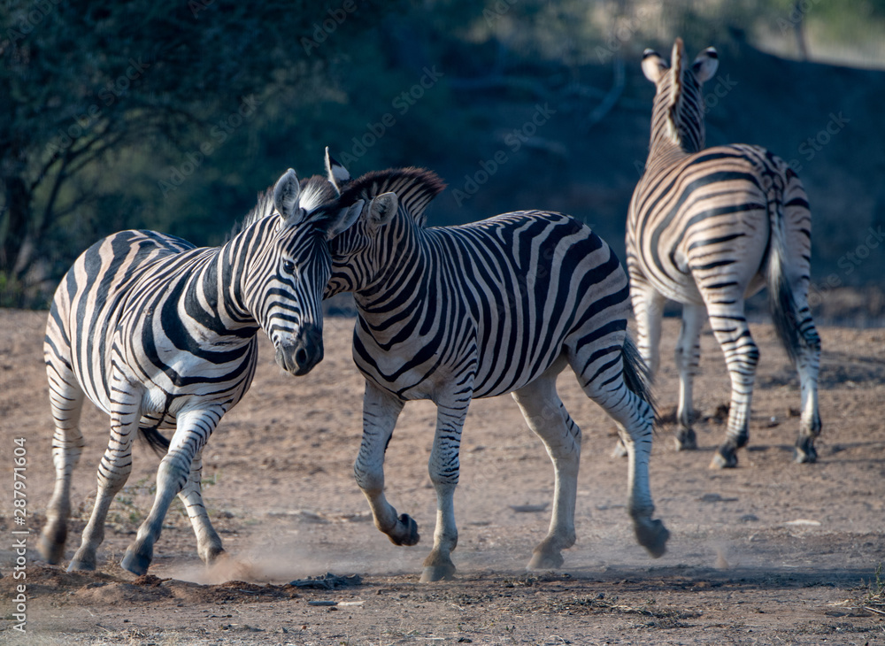 Zebras (Equus quagga) fighting in grassland in the Madikwe Reserve, South Africa Zebras (Equus quagga) fighting in grassland in the Madikwe Reserve, South Africa