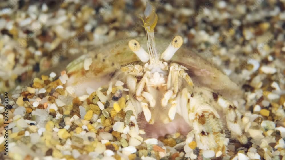 Сlose-up portrait of buried Small hermit crab or South-claw hermit crab (Diogenes pugilator) Underwater shot. Mediterranean Sea, Europe. Сlose-up portrait of buried Small hermit crab or South-claw hermit crab (Diogenes pugilator) Underwater shot. Mediterranean Sea, Europe.