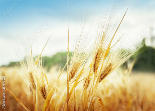Wheat ears under blue sky